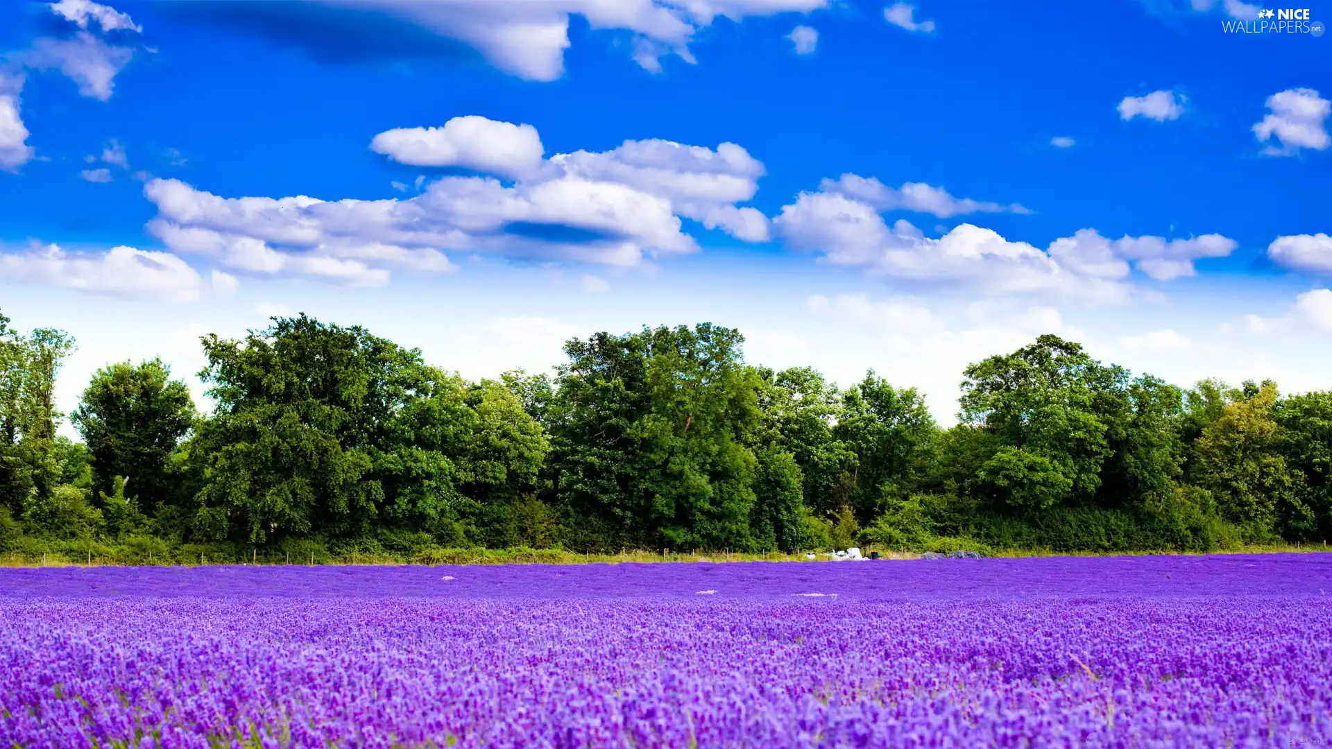 trees, viewes, Field, clouds, lavender