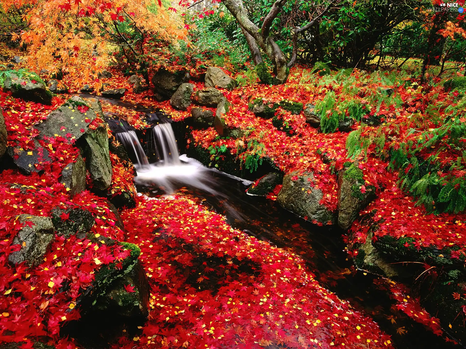 trees, viewes, Stones, brook, Leaf