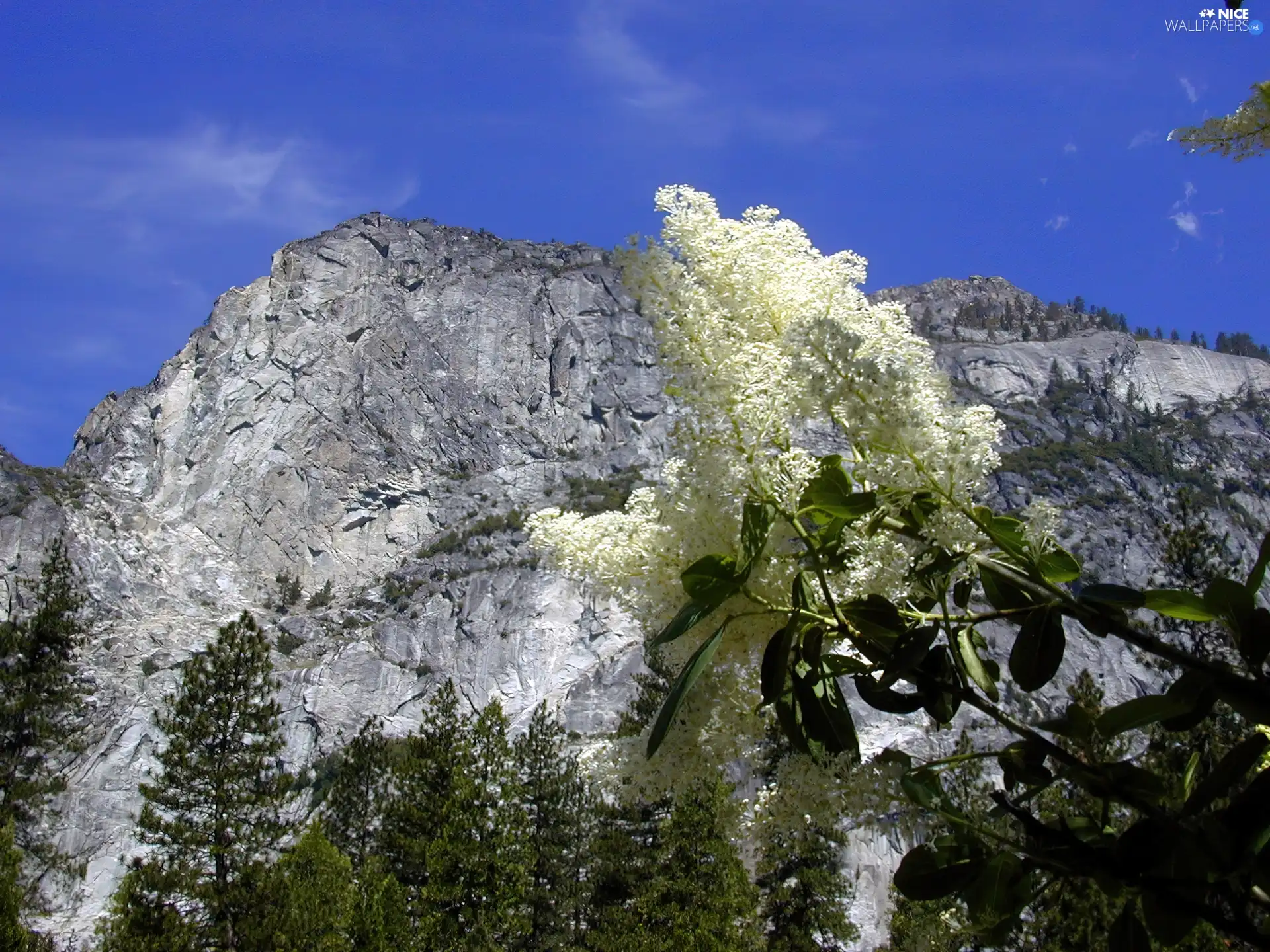 white, Mountains, trees, viewes, lilac, twig