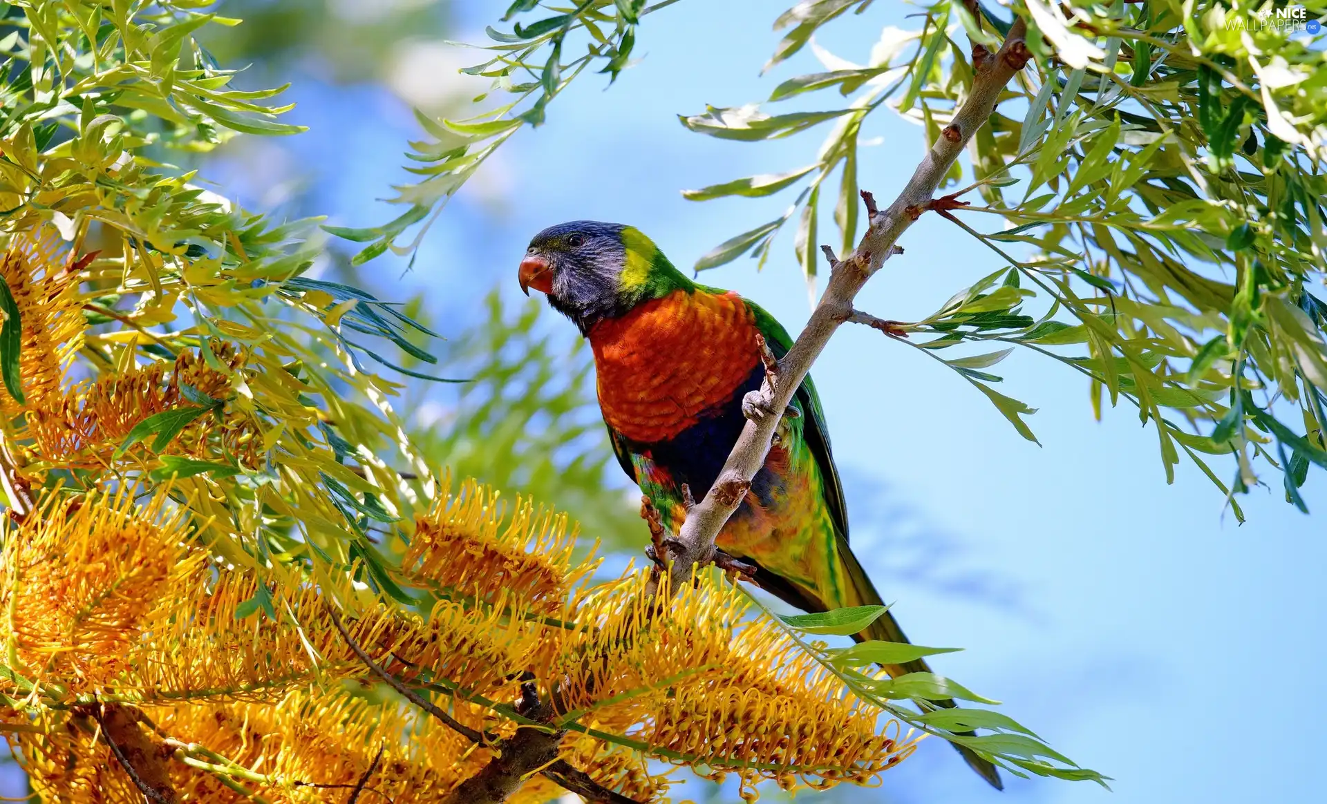 viewes, Flowers, Mountain Rainbow Lorikeet, trees, parrot