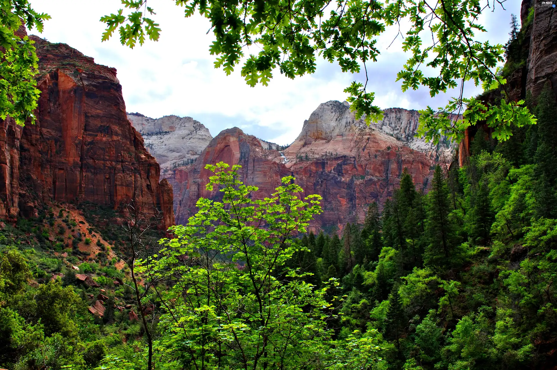 trees, viewes, canyon, forest, Mountains