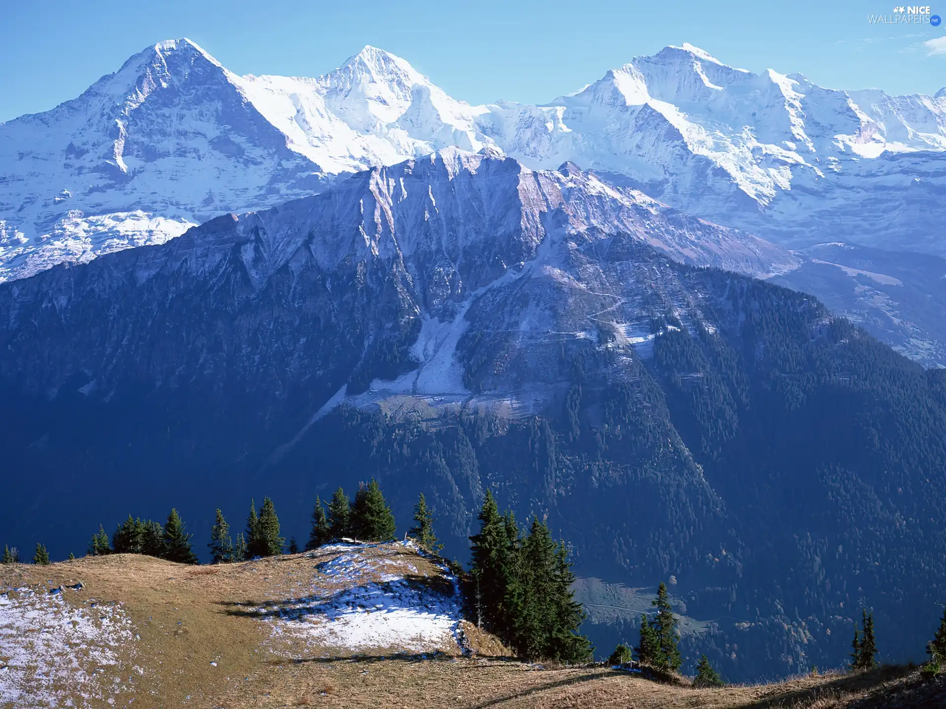 trees, viewes, Snowy, peaks, Mountains