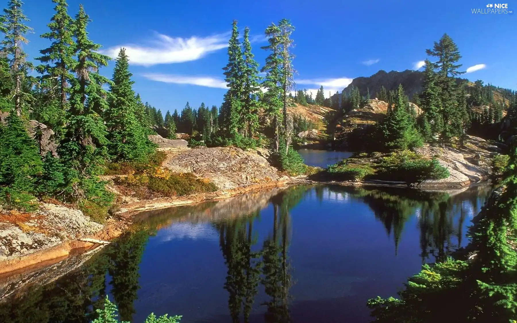 trees, viewes, Washington, lake, Park