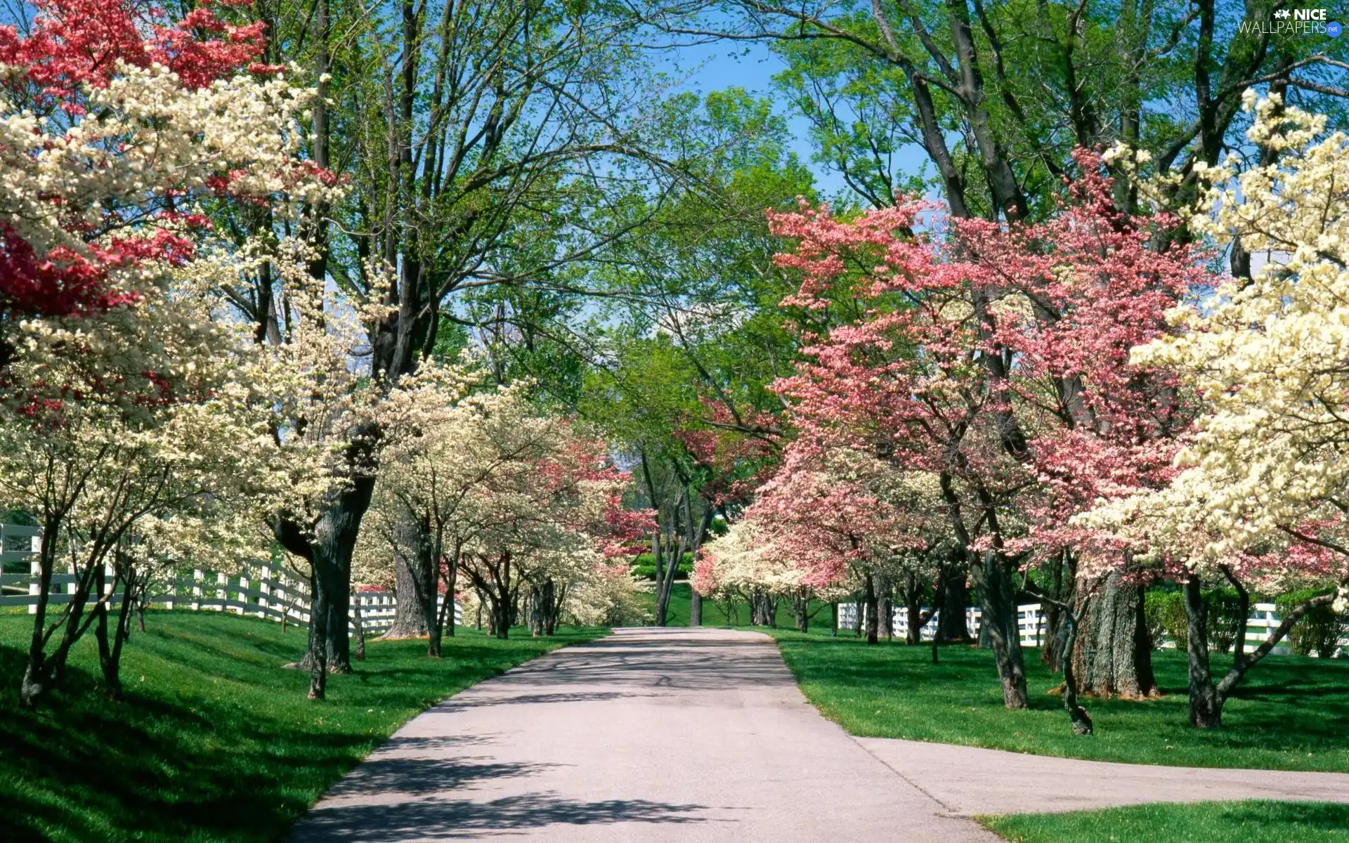 white, Park, trees, viewes, Pink, Spring