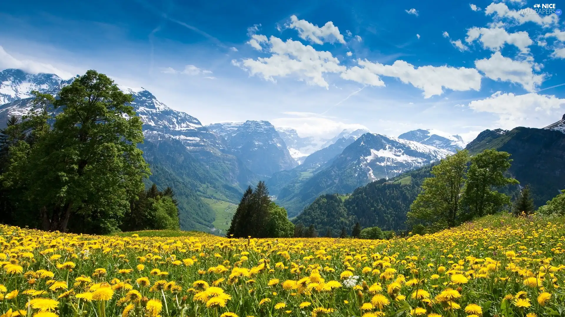 trees, viewes, medical, Mountains, puffball