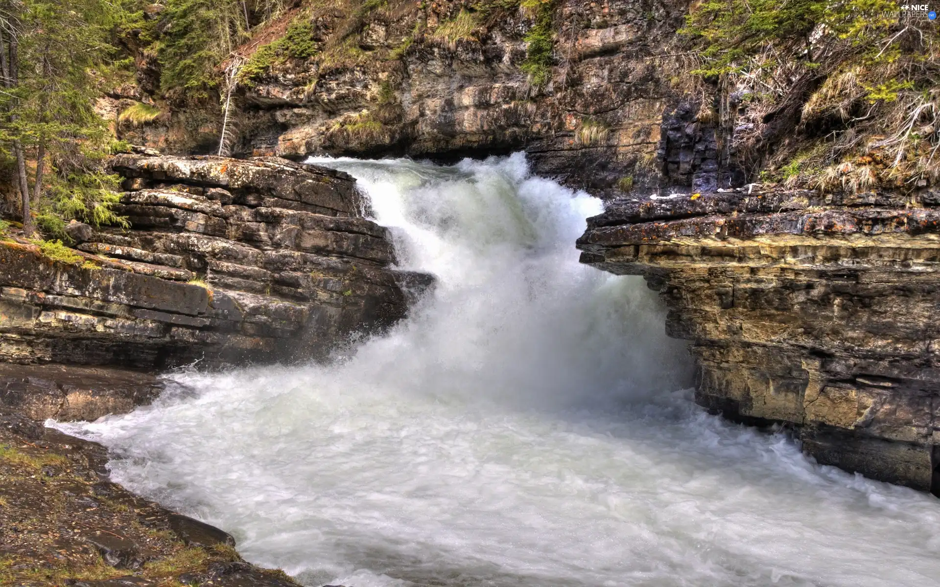 trees, viewes, stream, rocks, rapid