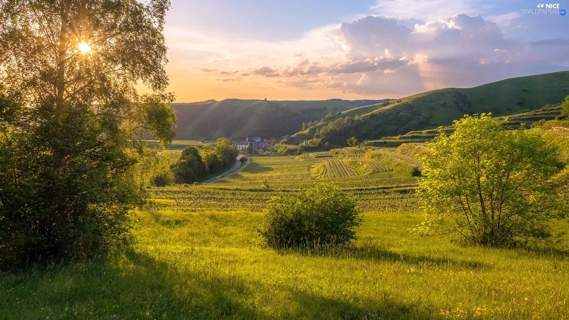 trees, medows, rays of the Sun, The Hills, viewes, field