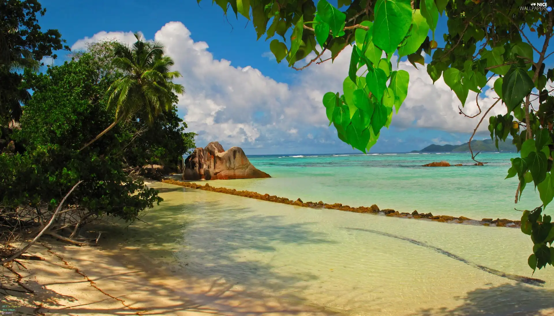 trees, viewes, Beaches, Rocks, sea