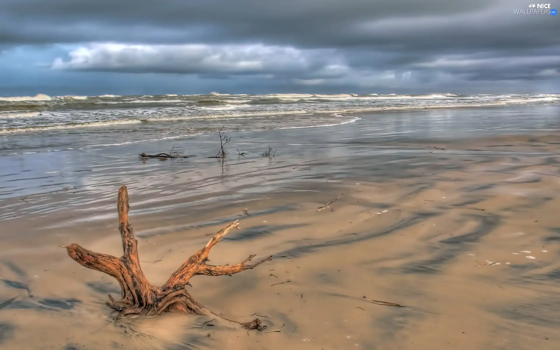 trees, viewes, Beaches, root, sea