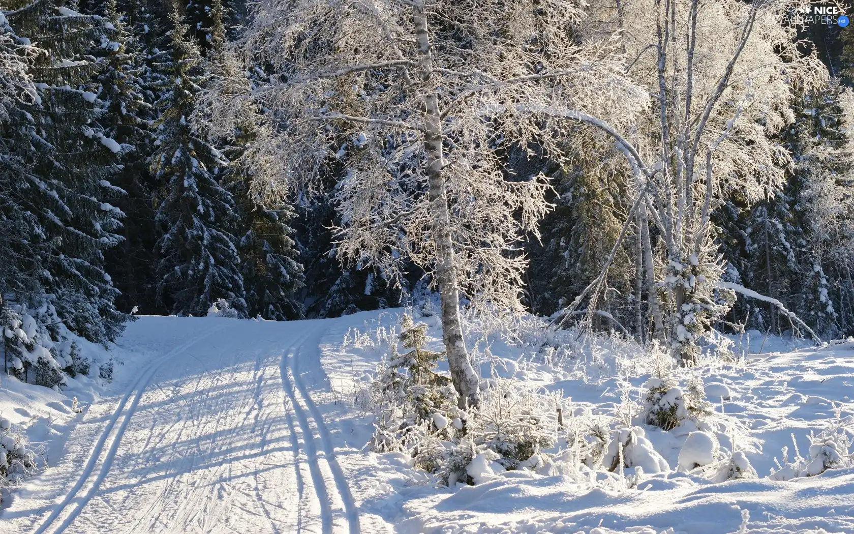 Way, winter, trees, viewes, Snowy, forest