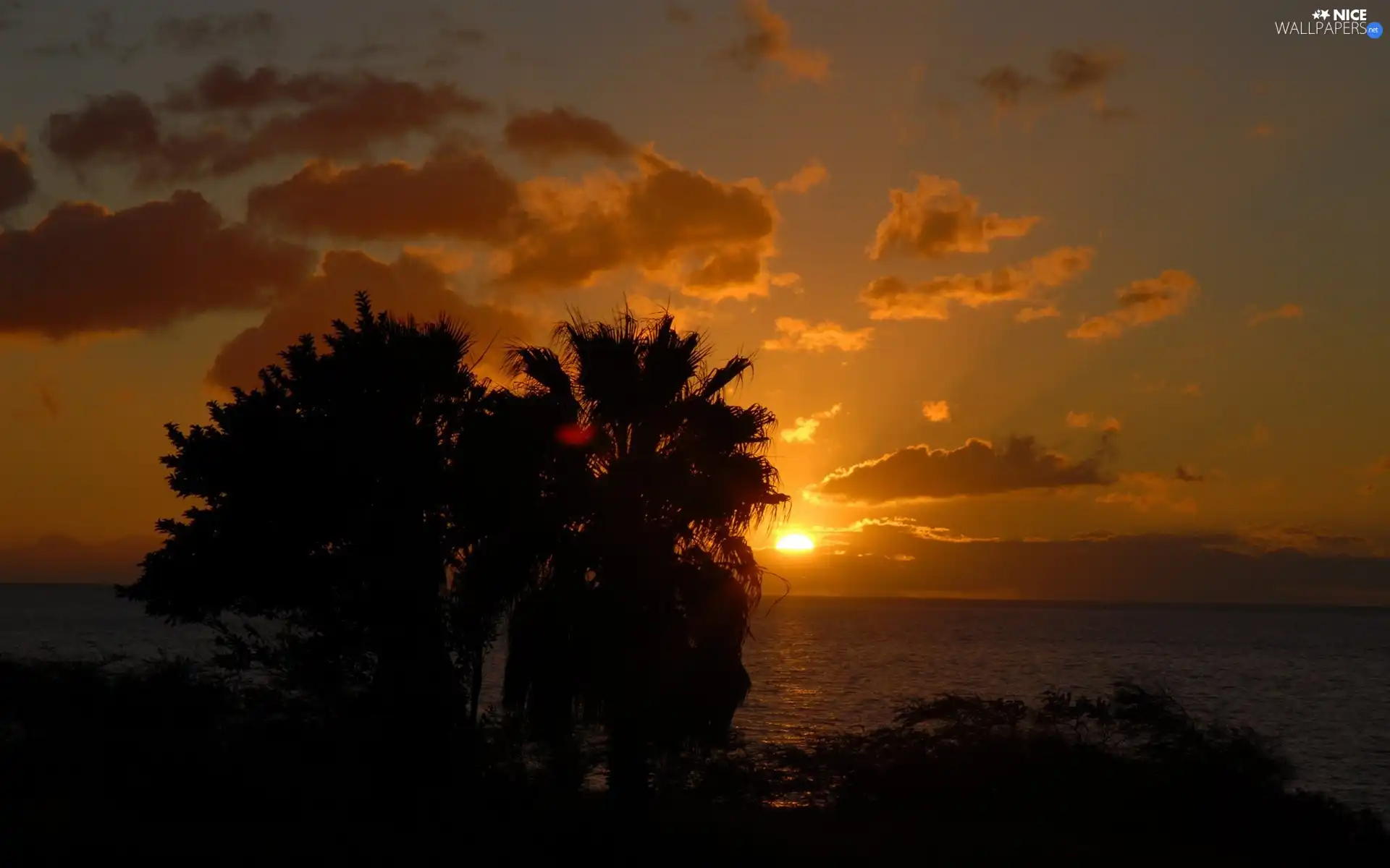 trees, viewes, clouds, Great Sunsets, sea