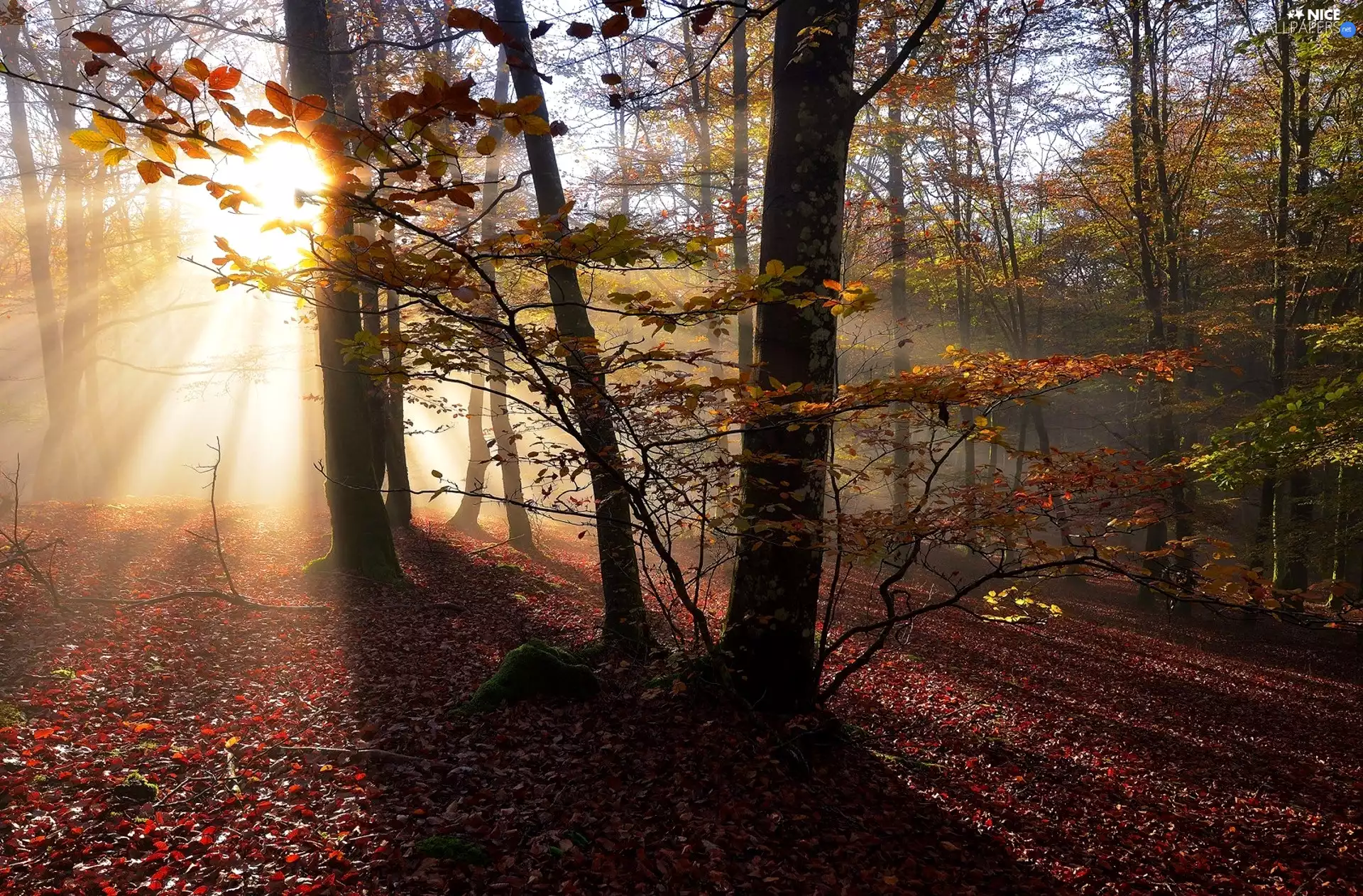 trees, forest, Twigs, rays of the Sun, autumn, viewes, Leaf