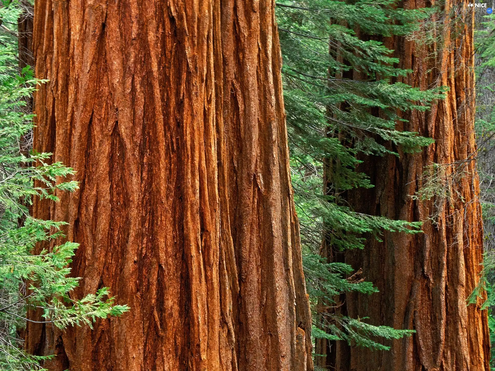 trees, viewes, Thick, Stems, Two cars