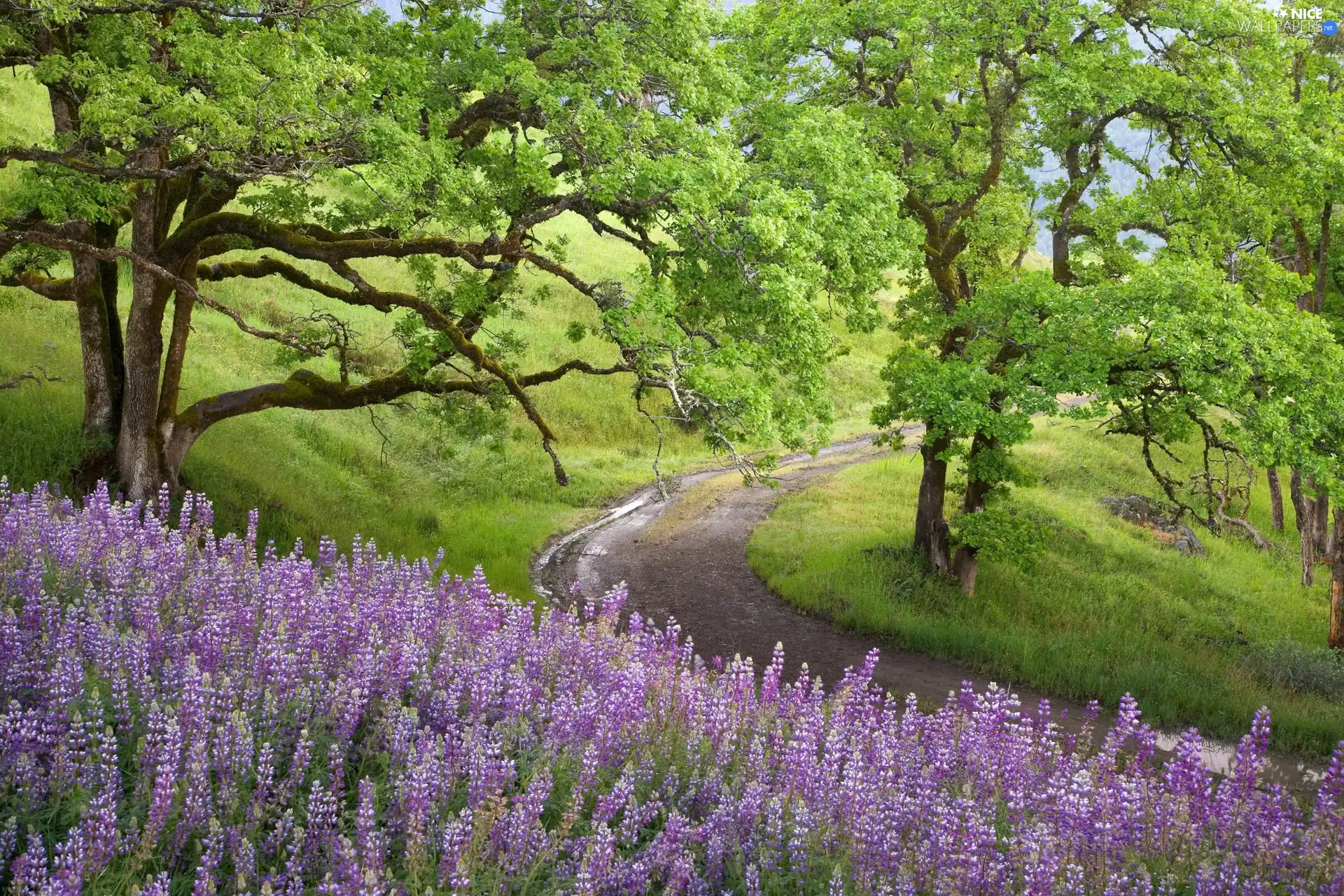 trees, viewes, Violet, lupine, Way