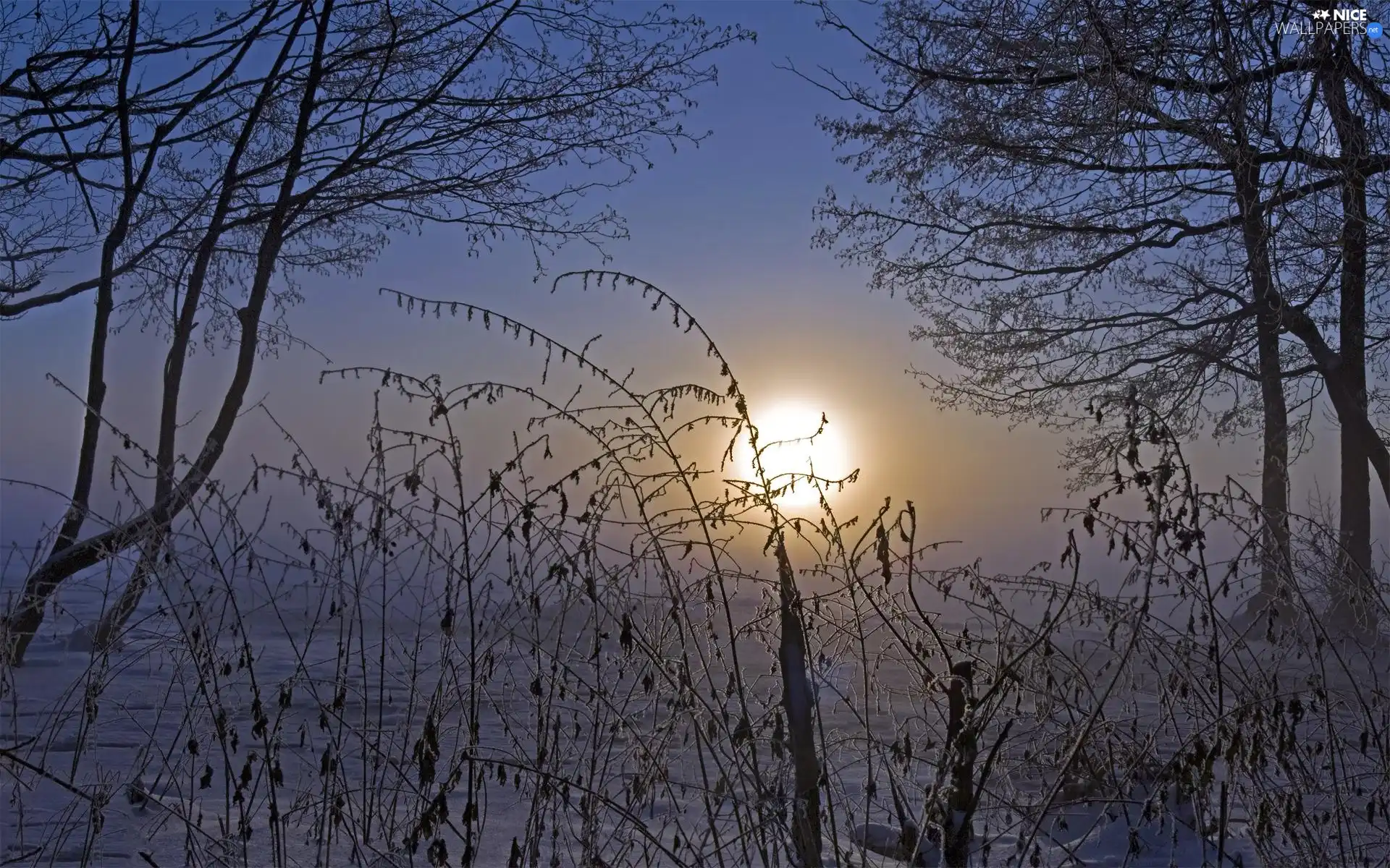 trees, viewes, sun, winter, west