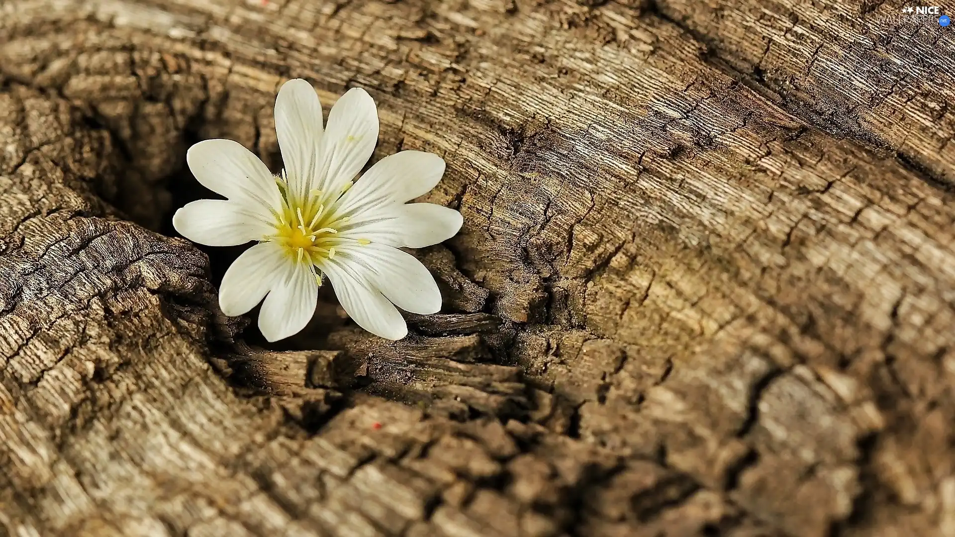 trees, viewes, Flower, cork, White