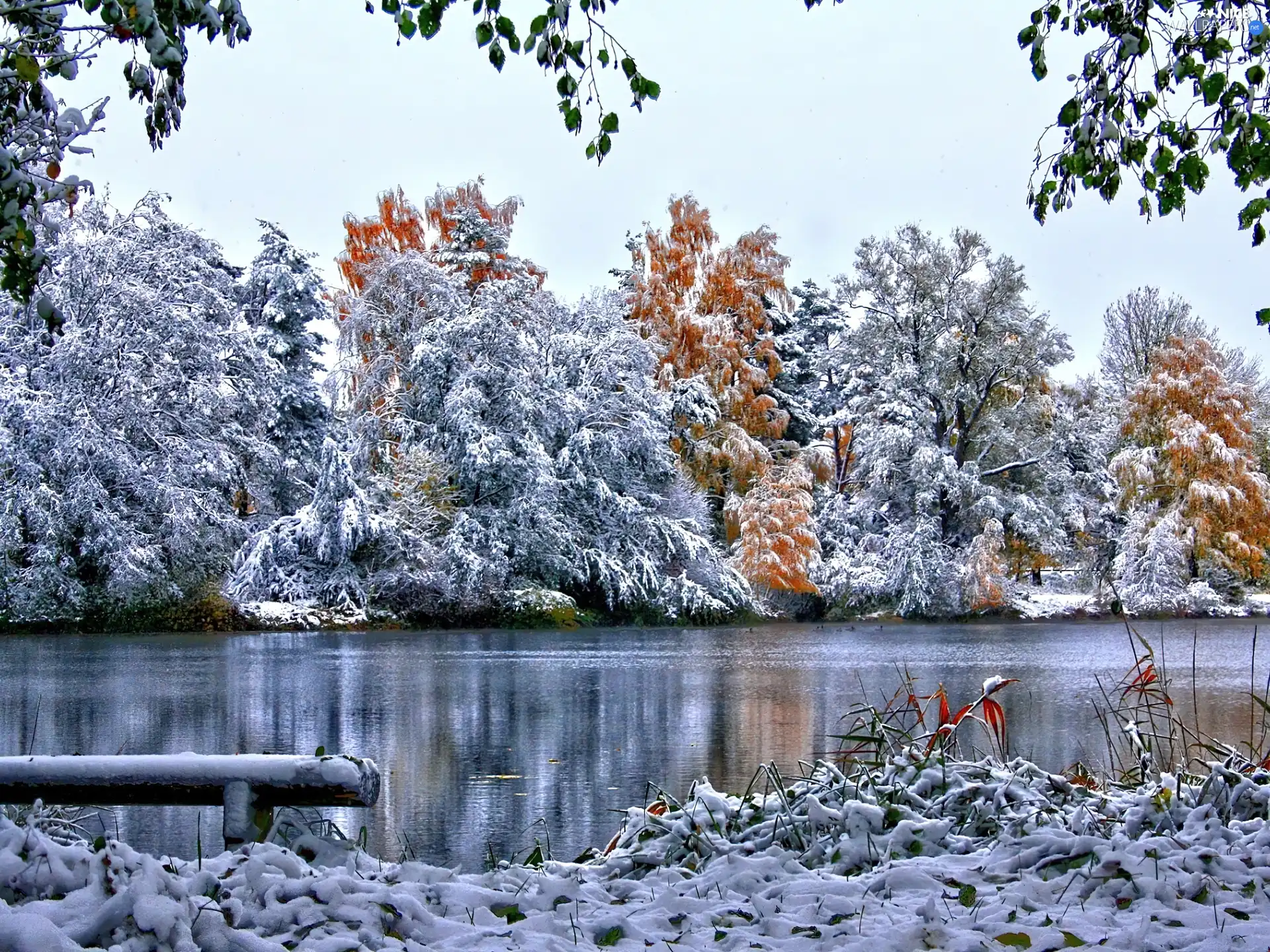 trees, viewes, River, frosty, winter