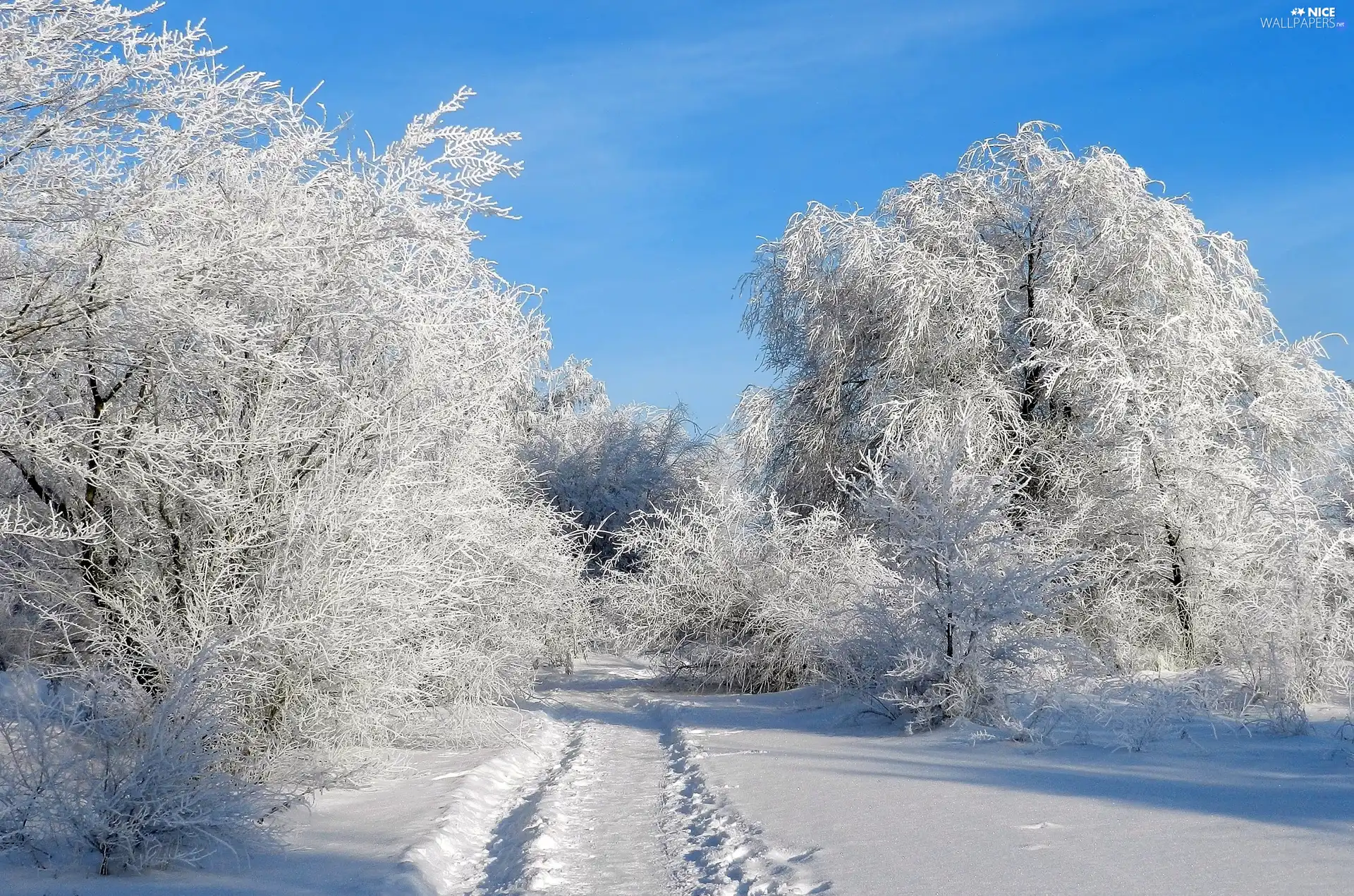 trees, viewes, Way, frosty, winter