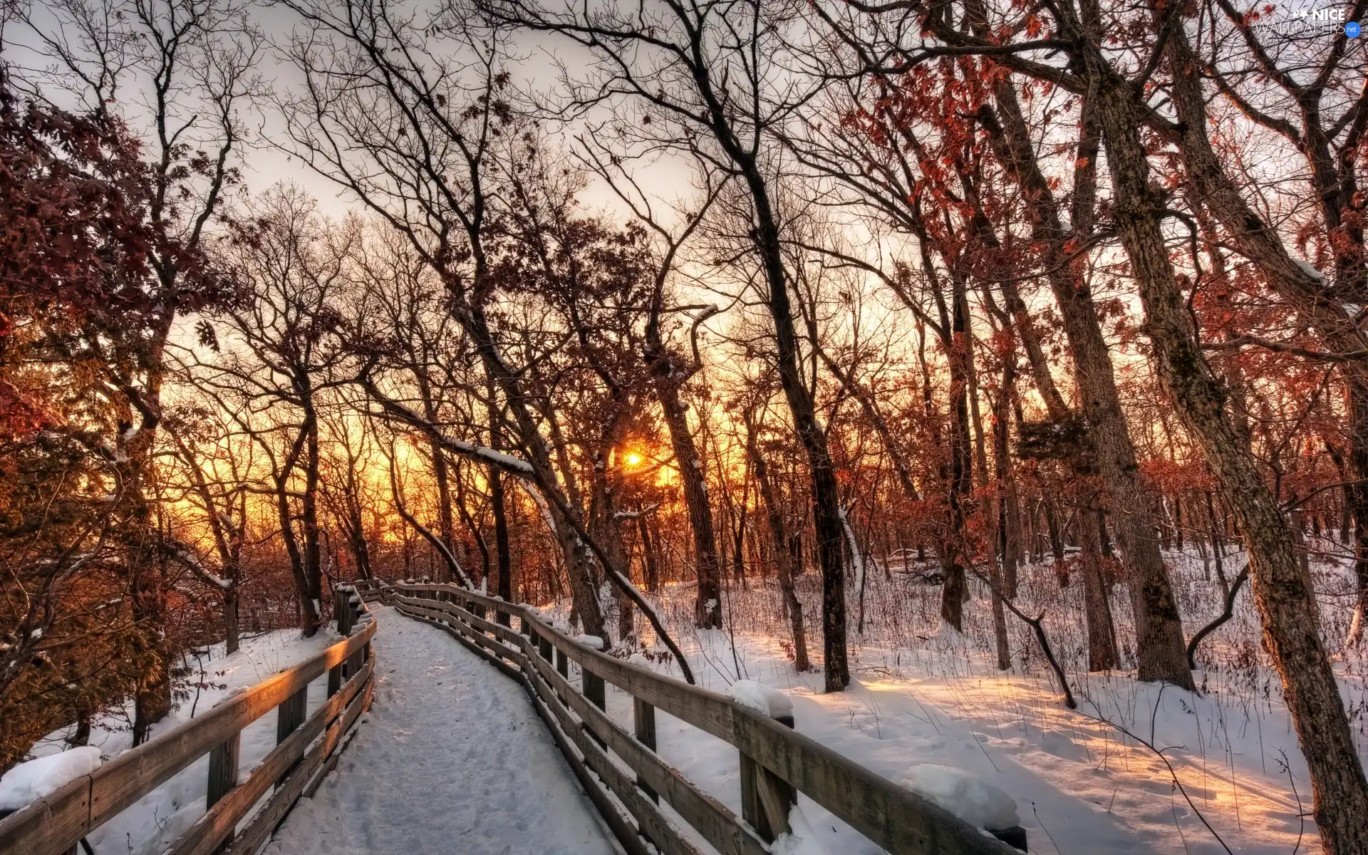 trees, viewes, west, sun, winter