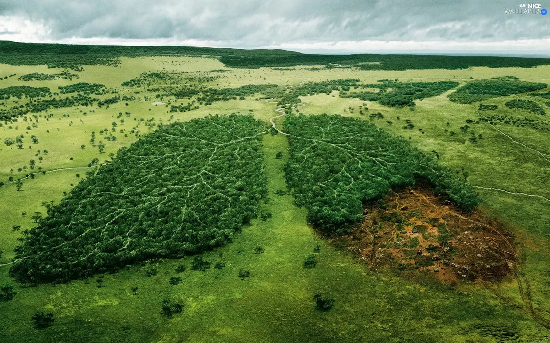 trees, viewes, Lungs, cut, woods