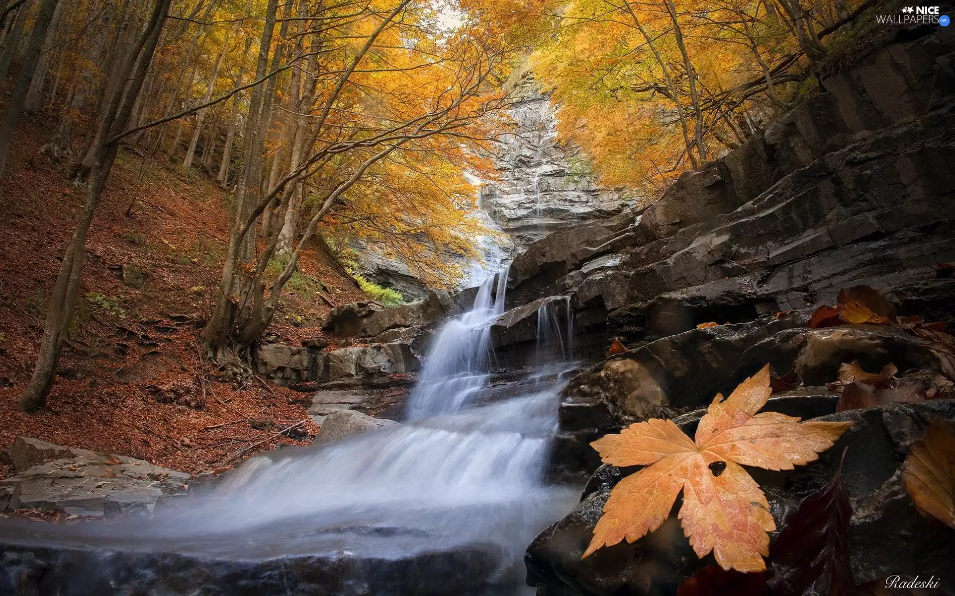 viewes, forest, waterfall, trees, autumn, rocks, Leaf