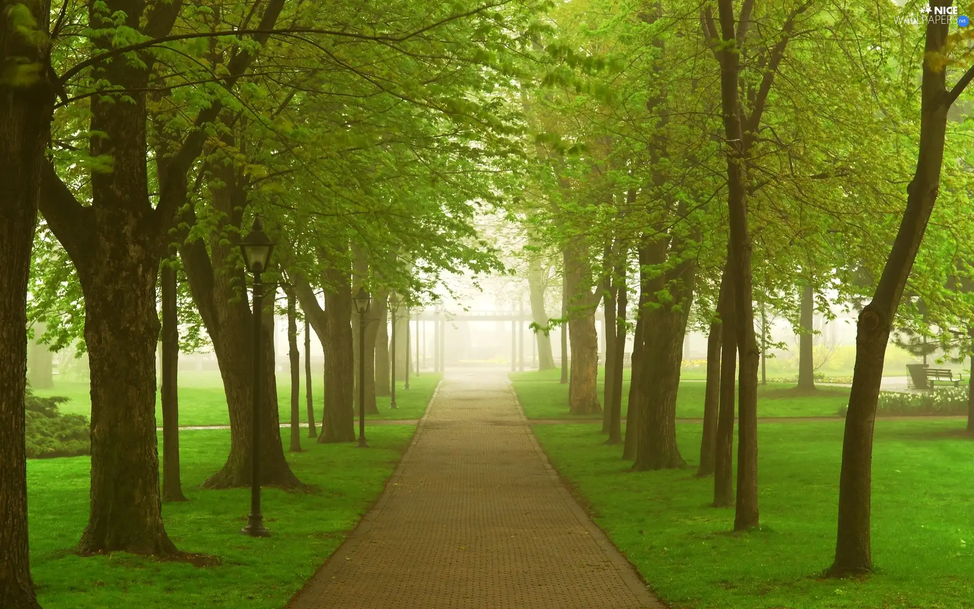 Way, alley, trees, Park