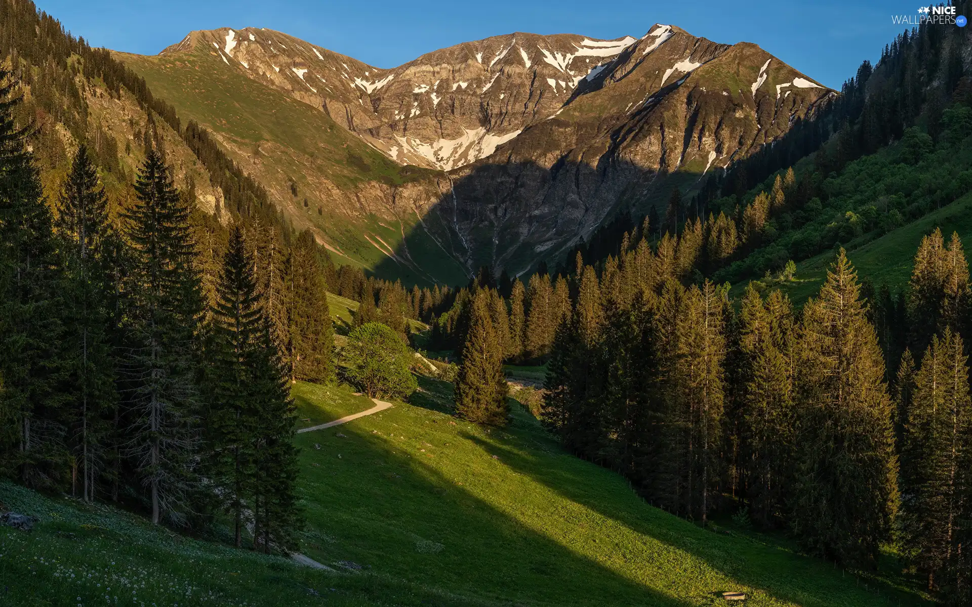 viewes, forest, Way, trees, Mountains, Spruces, Valley