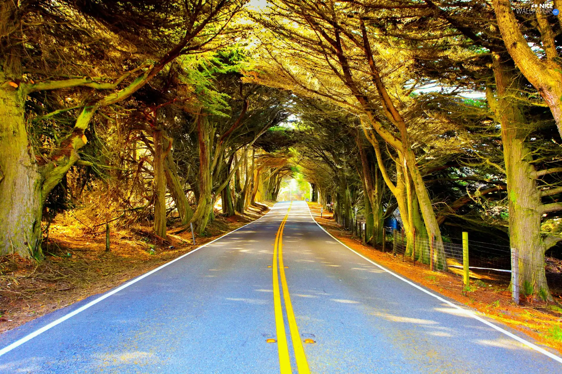 Way, old, trees, hedge