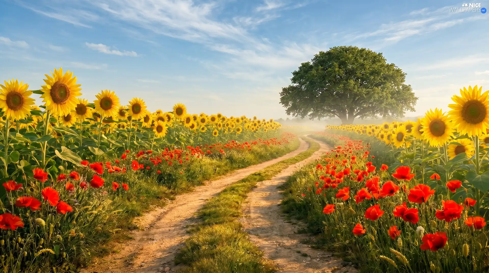 Nice sunflowers, Way, trees, Field, papavers, Flowers