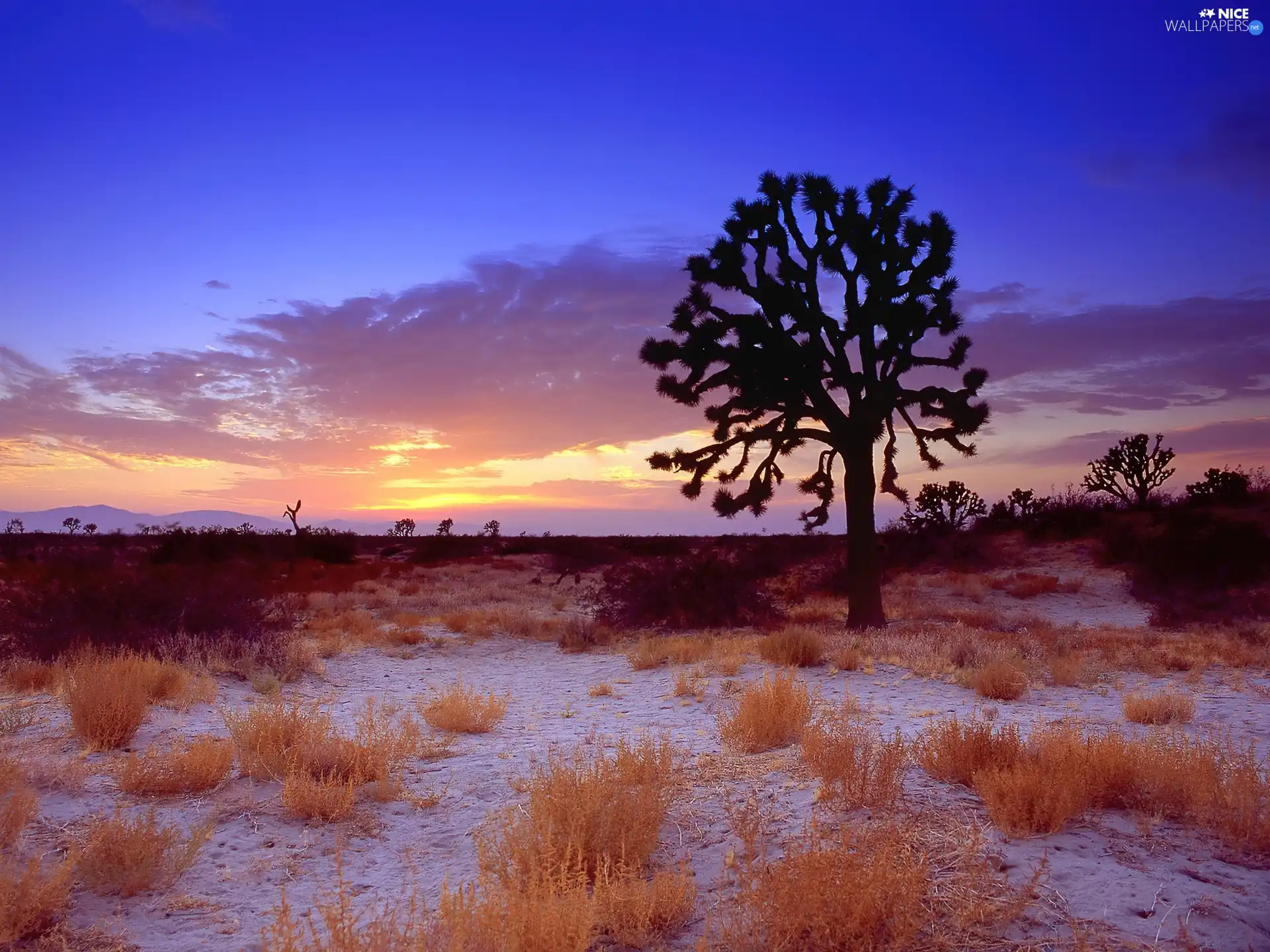 west, lonely, trees, sun