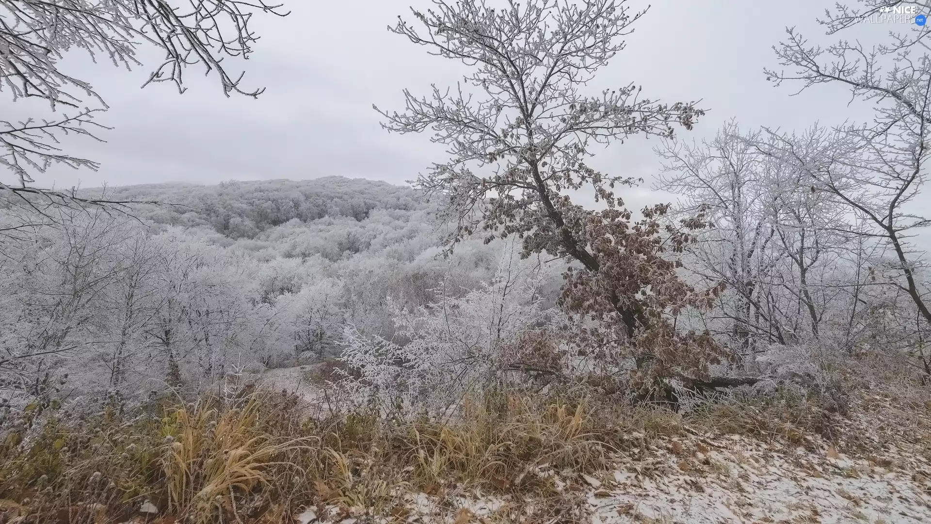 grass, White frost, trees, viewes, winter