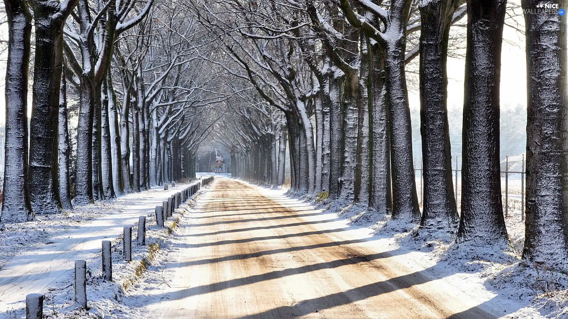 winter, hedge, trees, Way