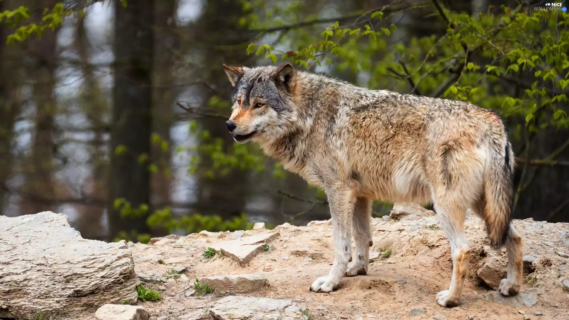Wolf, viewes, forest, trees