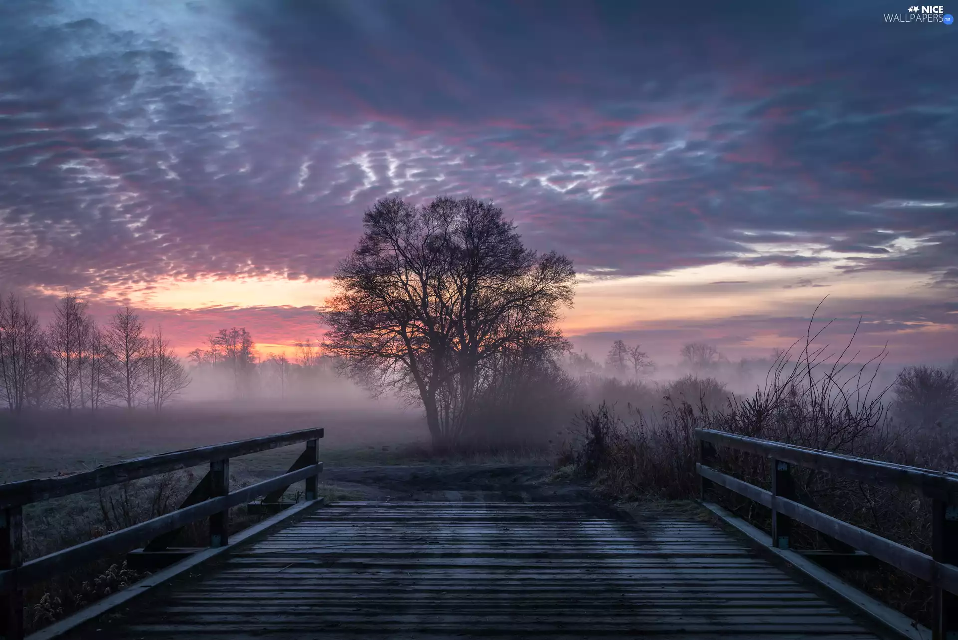 trees, viewes, Fog, Bush, clouds, bridge, wooden, Great Sunsets