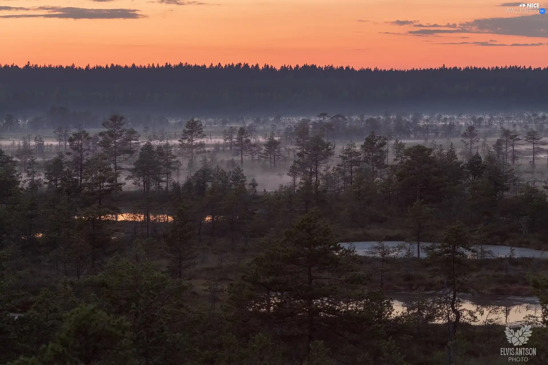 woods, viewes, Fog, trees