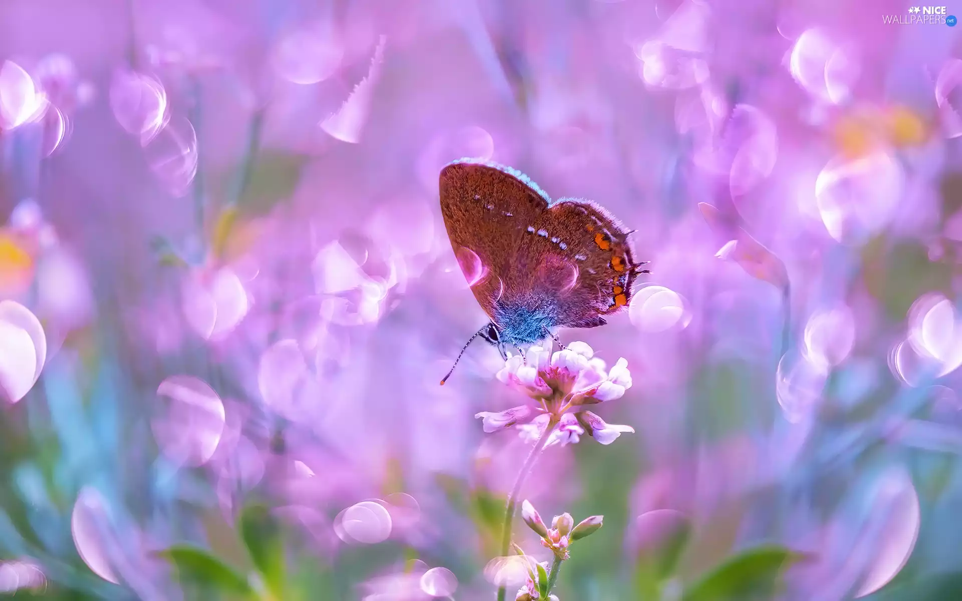 butterfly, trefoil, Close, Colourfull Flowers