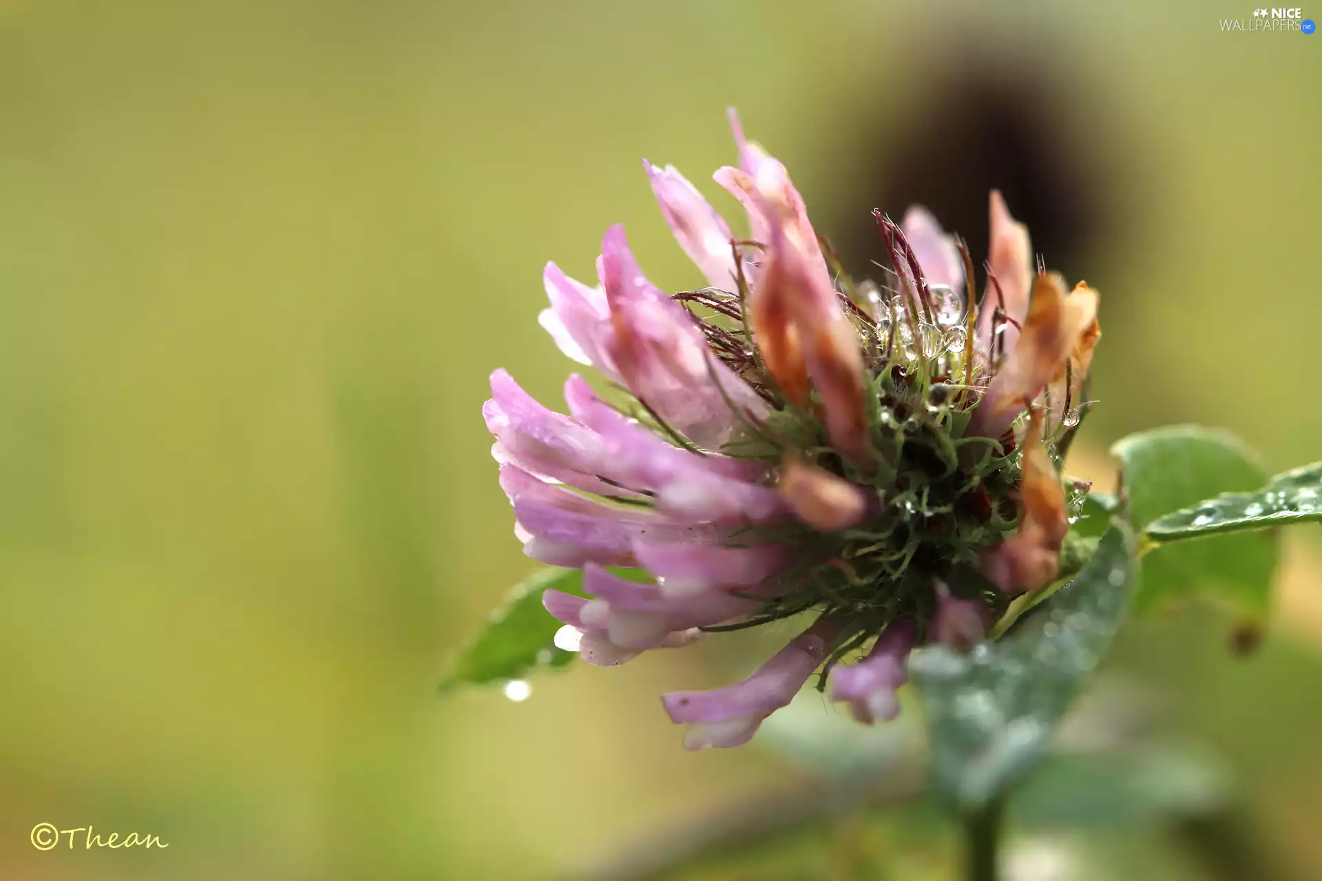 Pink, drops, Rosy, trefoil