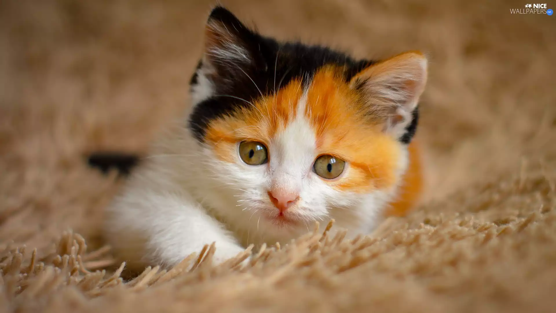 Tricolor, small, cat