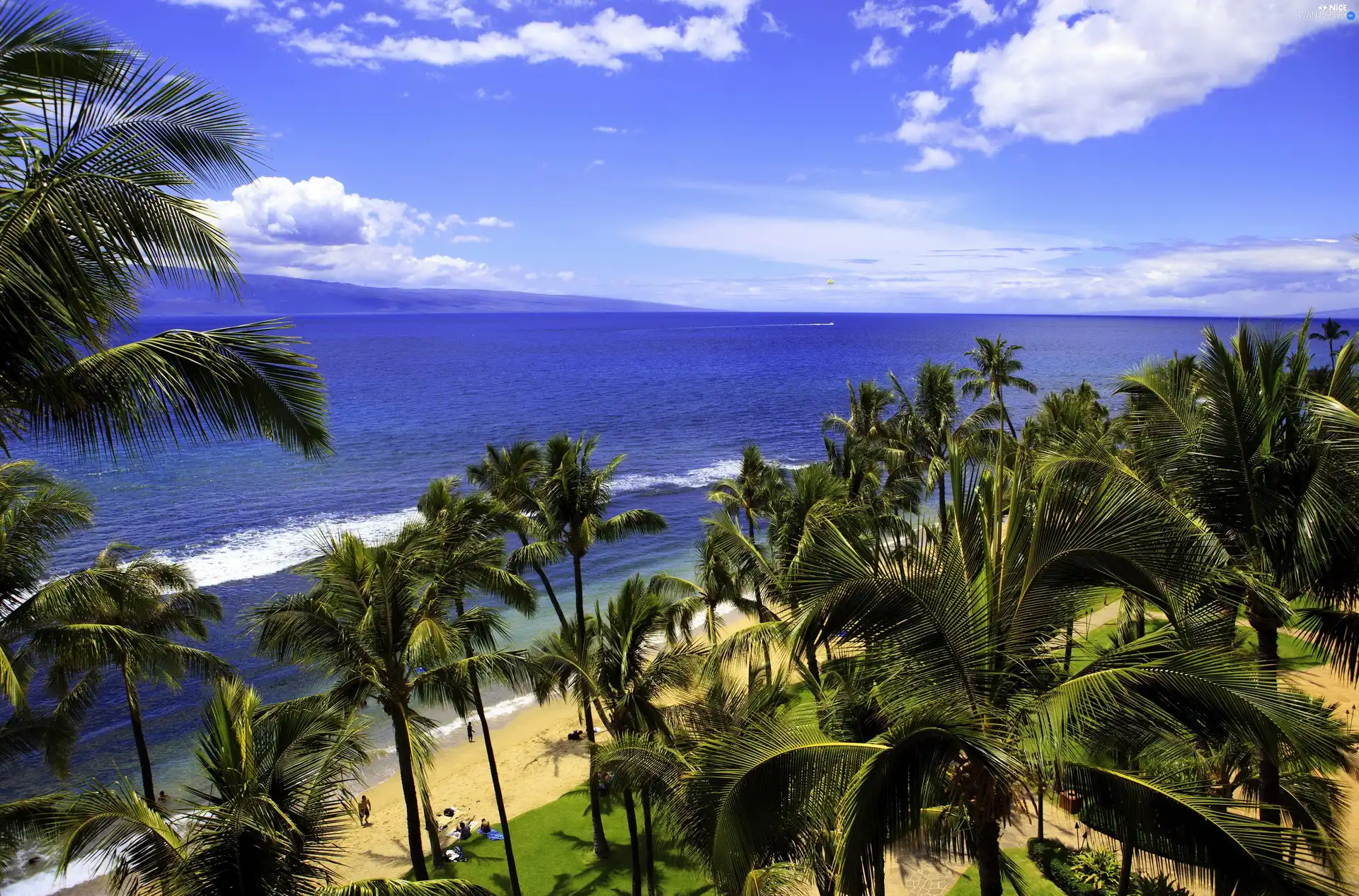 Ocean, Palms, tropic, Beaches