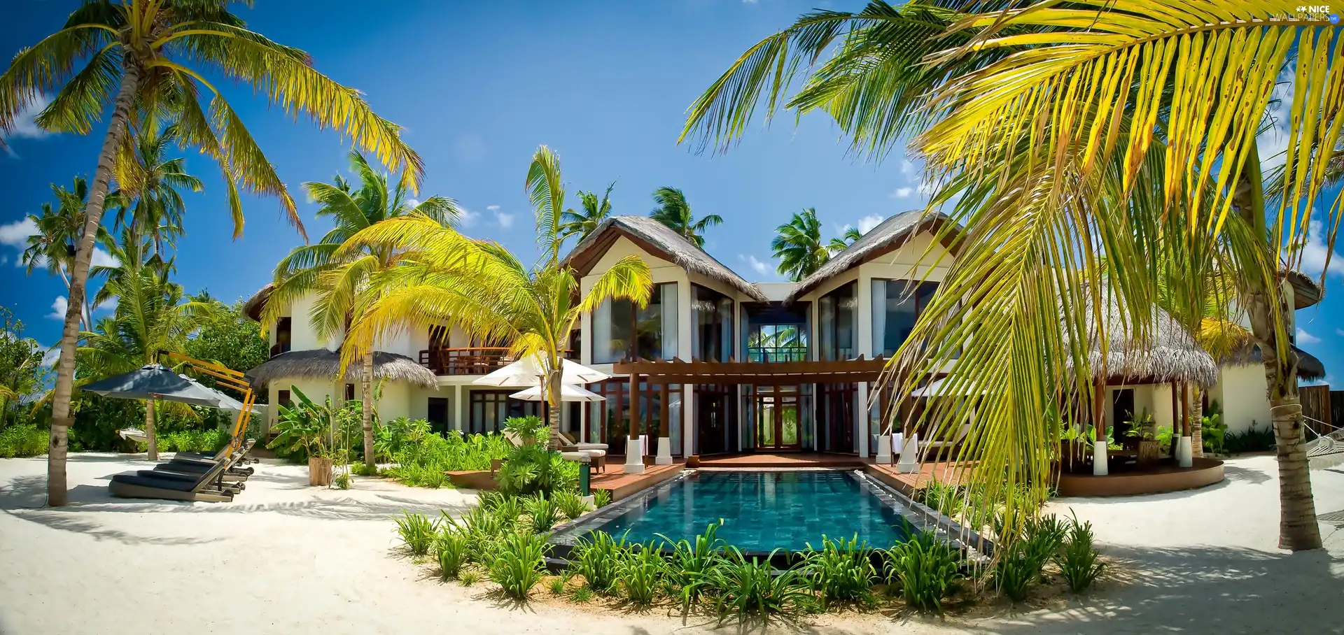 house, Palms, Tropical, Pool