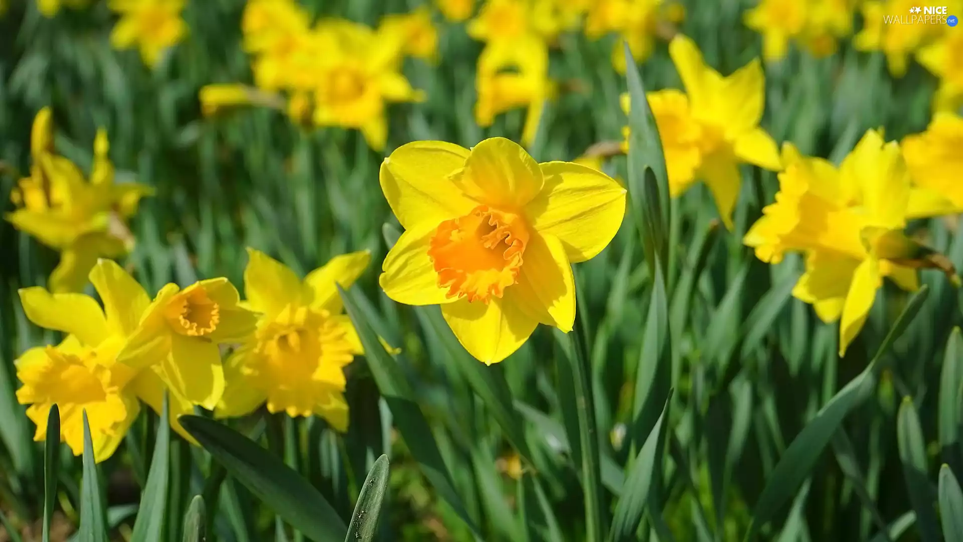 Yellow, Trumpet Daffodils, Leaf, Flowers
