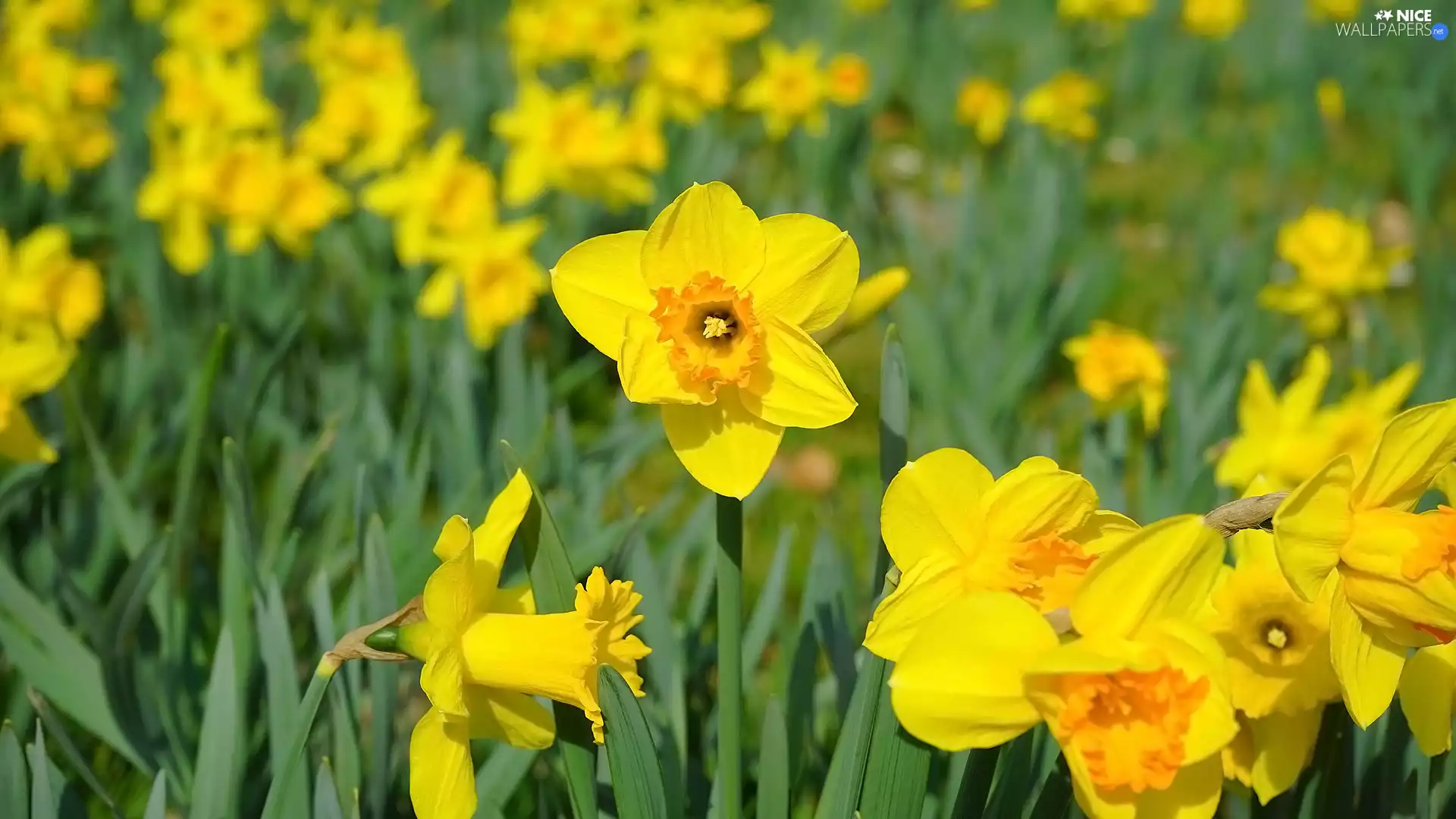 Flowers, Trumpet Daffodils, leaves, Yellow