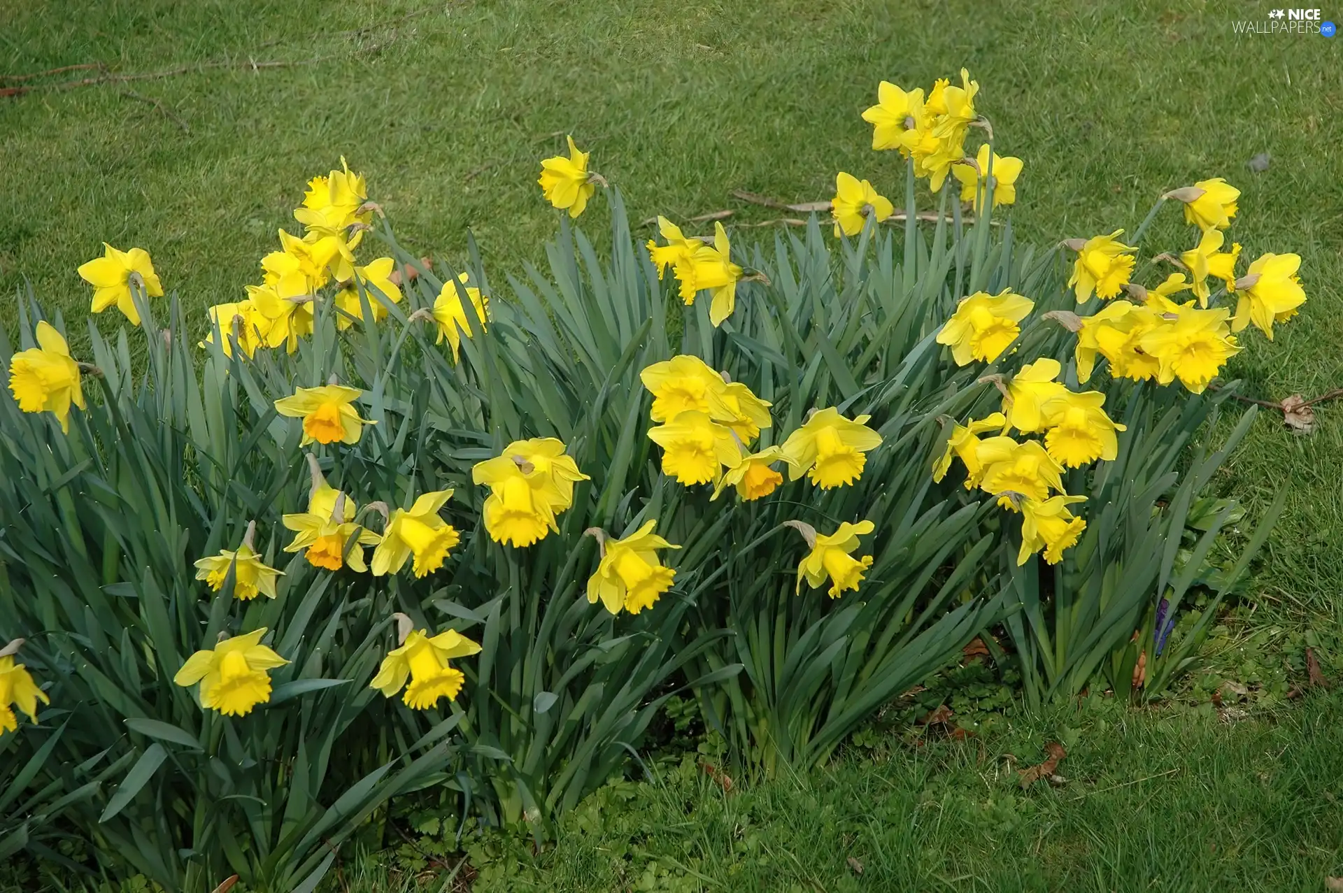 Trumpet Daffodils