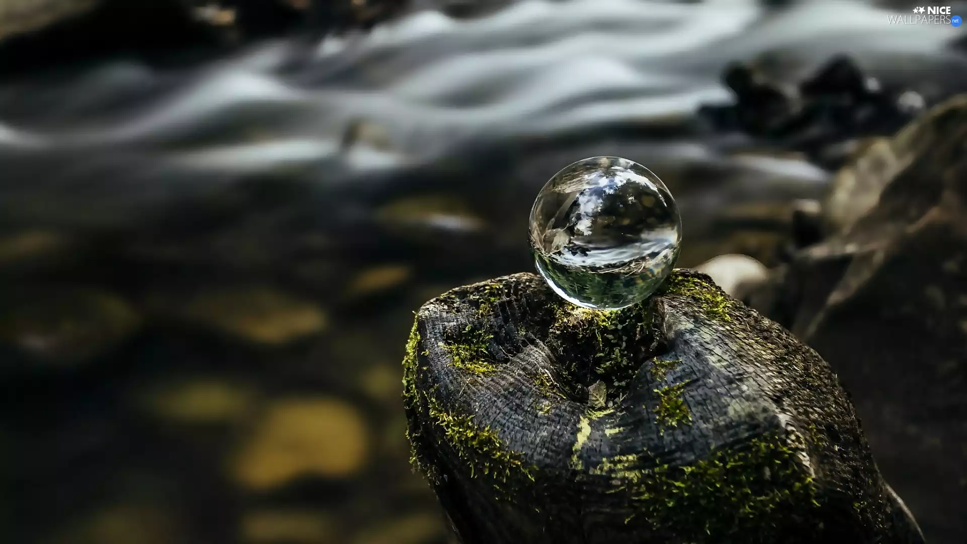 blurry background, Orb, trunk