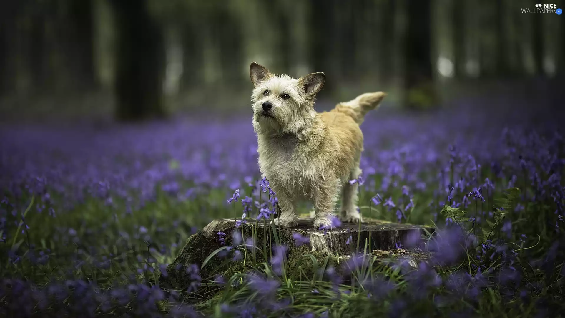 dog, Meadow, Flowers, trunk