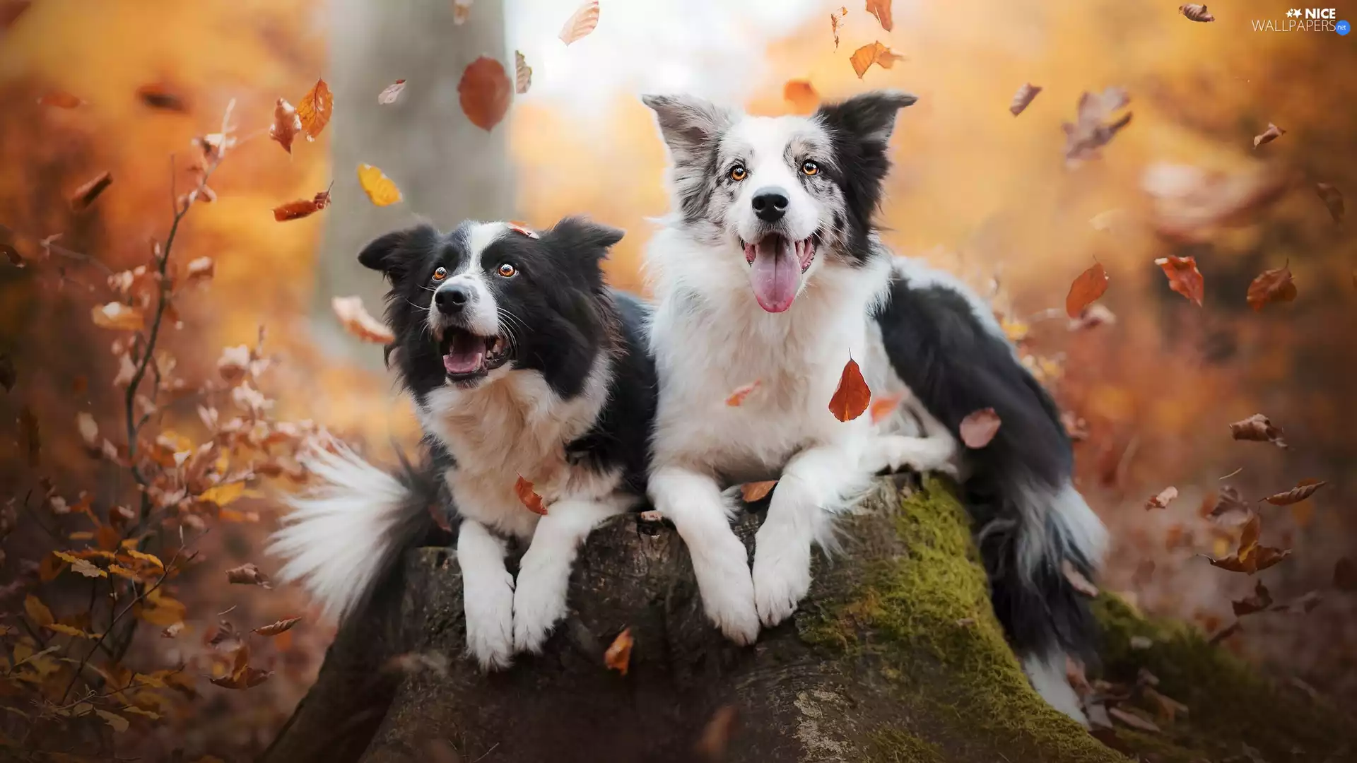 Dogs, trunk, Leaf, Border Collie