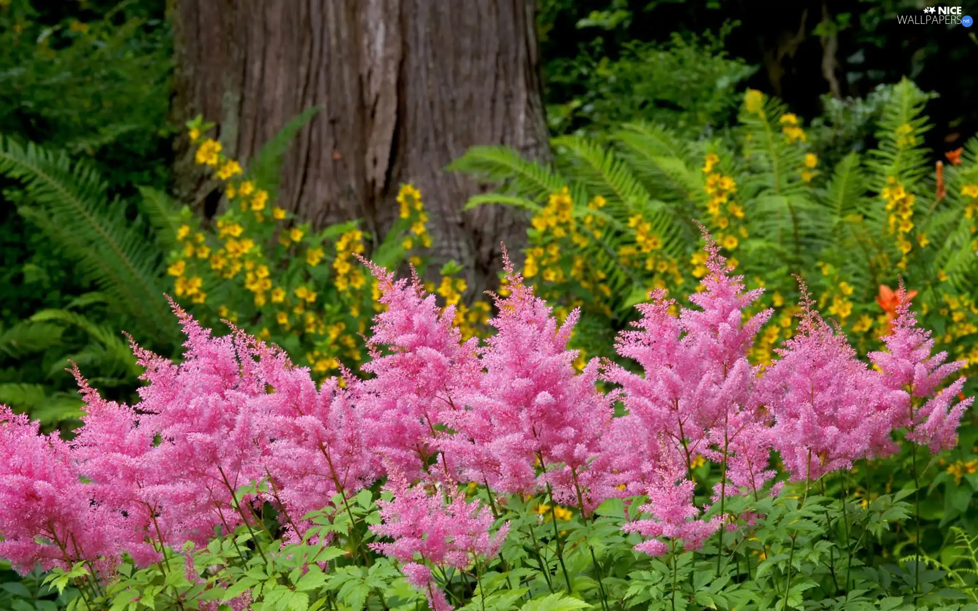 Pink, fern, trunk, Flowers