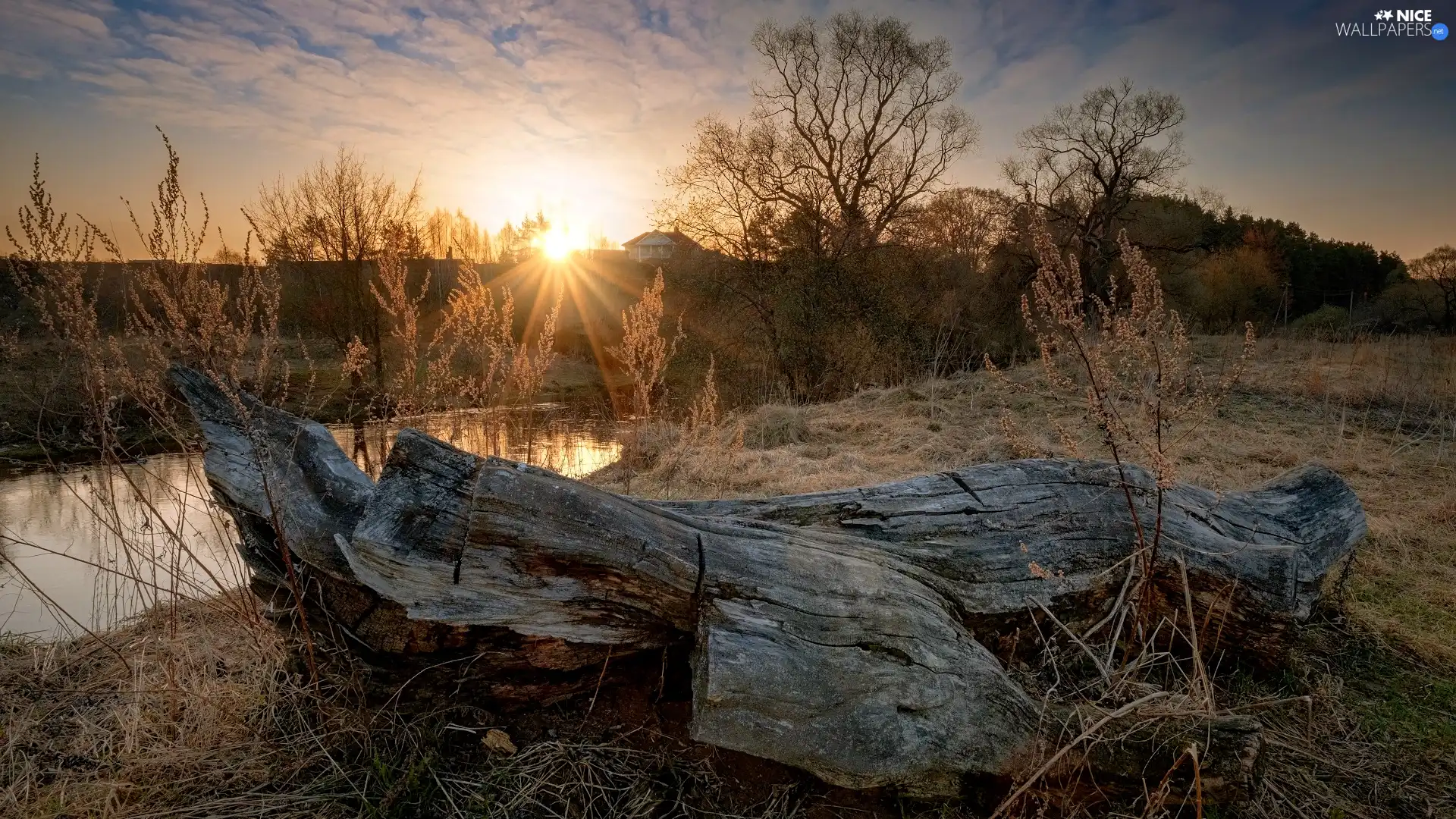 viewes, trunk, River, trees, Sunrise