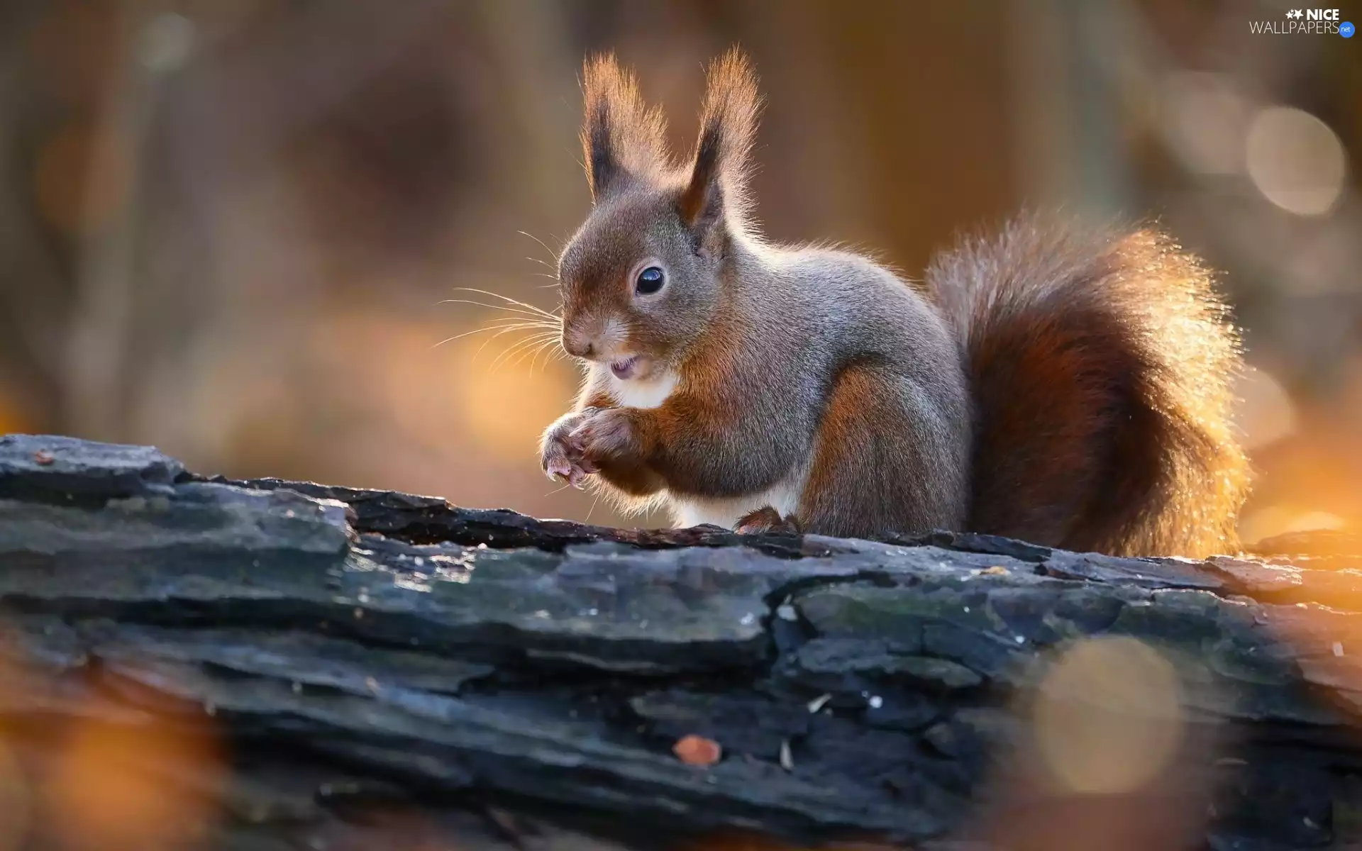trunk, squirrel, rotten