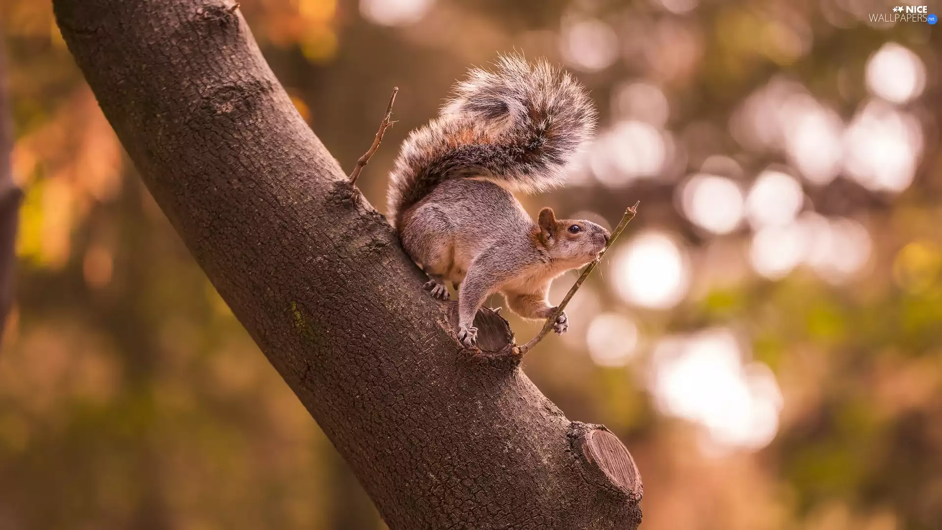 trunk, squirrel, trees